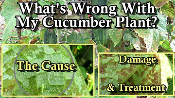 Cucumber Leaf Fungus, Insect Damage and Cause: Treating Leaf Hoppers with Peppermint Oil Spray!