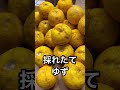 ばあちゃんが作るゆずジャム👵前編👵#ばあちゃん #ばあちゃんの料理教室 #ばあちゃん大好き #shorts #short