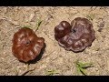 Arbol de parota, oreja de elefante, huanacaxtle, guanacaste, corotú, piñón de oreja, carocaro,