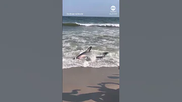 Thresher Shark Washes Ashore On NYC Beach ABC News 