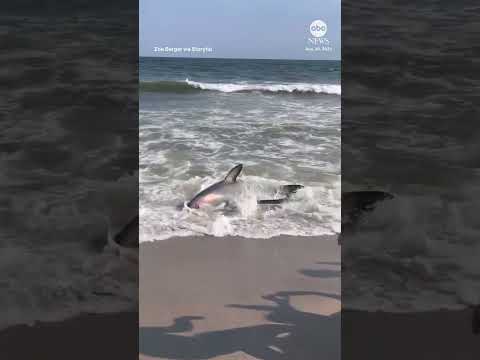 Thresher shark washes