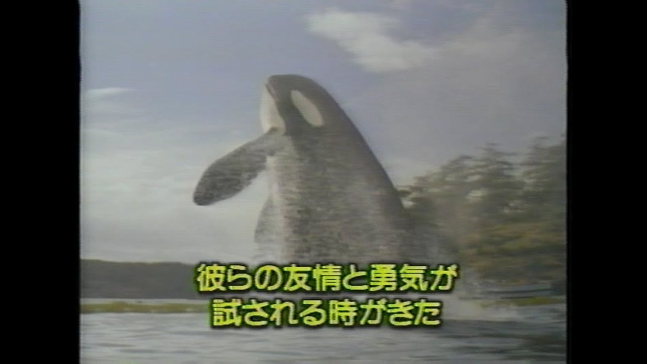 フリー・ウィリー2 字幕スーパー版 VHS Amazon.co.jp: [管01]【】VHS ビデオ 2本セット フリー