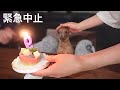 痛みをこらえながら笑顔で誕生日を過ごしていた子鹿犬に涙がとまらない…【ミニピン／元保護犬】