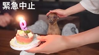 痛みをこらえながら笑顔で誕生日を過ごしていた子鹿犬に涙がとまらない…【ミニピン元保護犬】