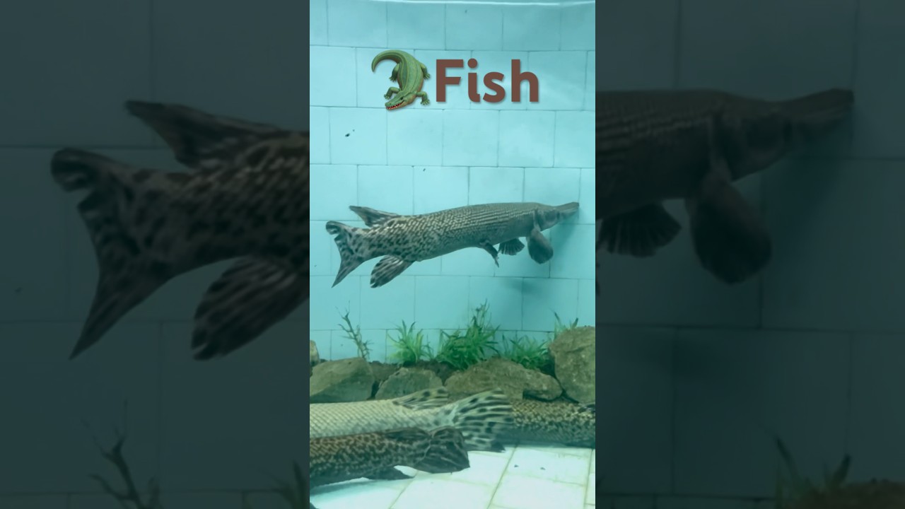 Sea Animal Sea Monster Sea aquerium sea food crocodial fish attack