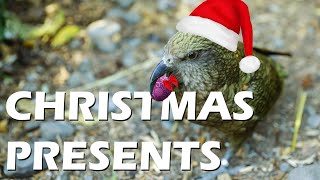 Merry Christmas To Our Kea! by Animal Minds 501 views 3 years ago 2 minutes, 24 seconds
