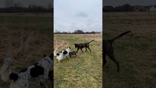 Forest Przeleciał Bulteriera