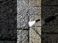 water pressure cleaning ASMR video #asmr #satisfying #asmrsounds #asmrvideo
