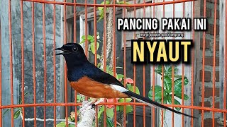 murai batu gacor AMPUH buat PANCINGAN murai batu agar bunyi JADIKAN burung murai gacor EMOSI