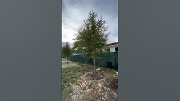 Large Live Oak Trees for Install
