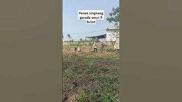 Panen singkong Garuda umur 9 bulan #short #short