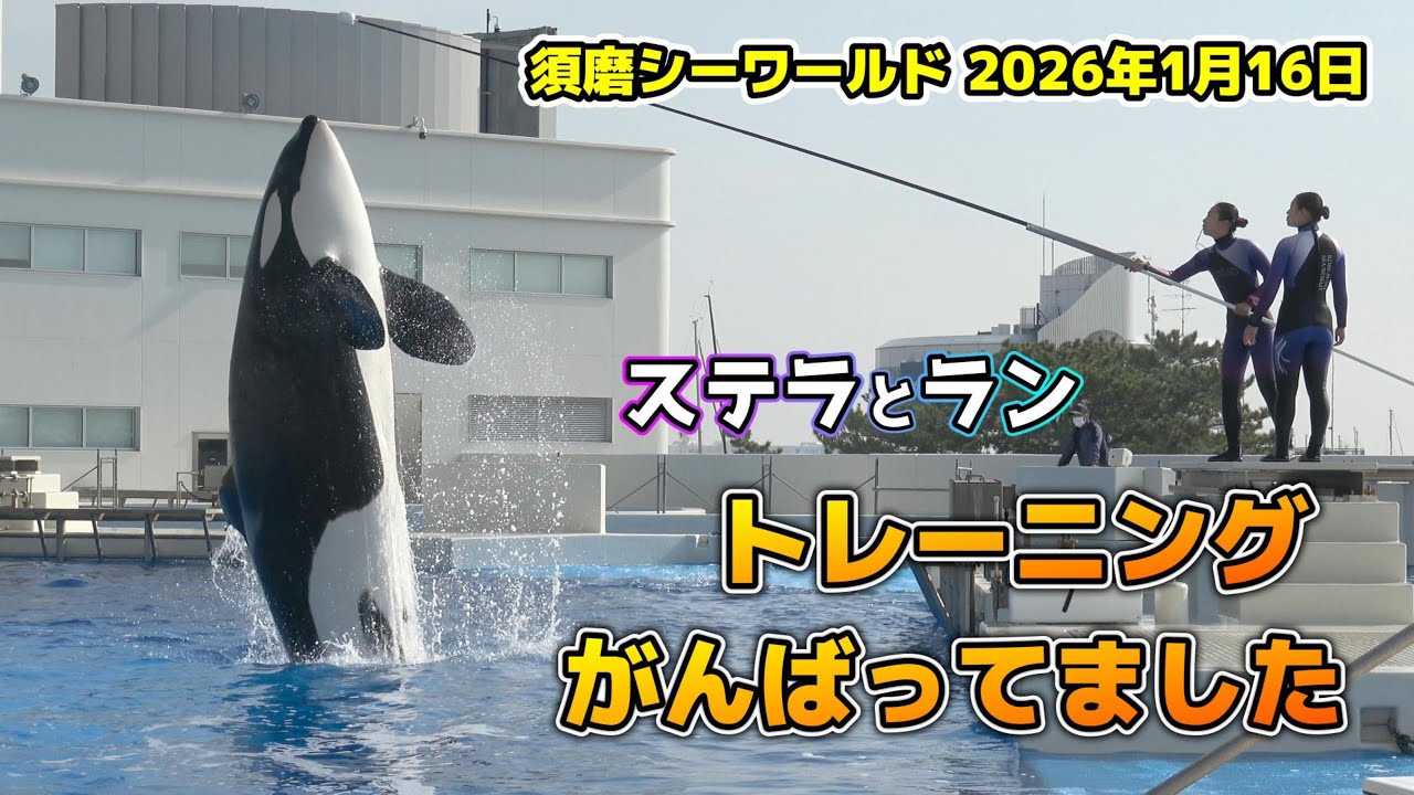 【シャチ】ステラとランのトレーニング1回目【須磨シーワールド2026】