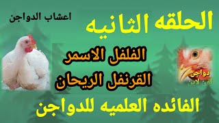 فوائدالفلفل الاسمر والقرنفل والريحان  في نزلات البرد للفراخ وعلاج الامراض التنفسيه وتنشيط المناعه