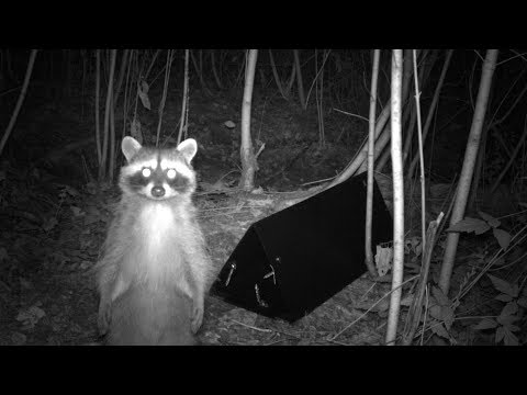 Searching for Seattle's urban carnivores