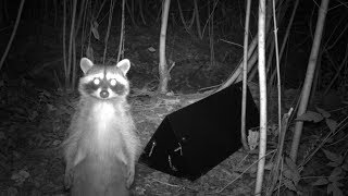 Searching for Seattle's urban carnivores