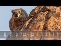Rock Hyrax Sounds - Evil cackling call &amp; cries.