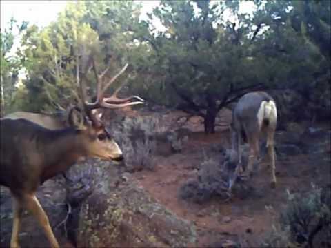 Huge Mule Deer Buck Video from a Spypoint Pro-X Plus Trail 