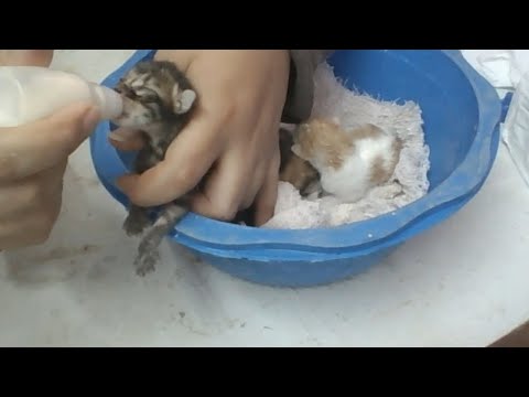 فيديو: لماذا تحتاج القطط المتعددة إلى صناديق قمامة متعددة