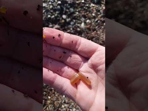 Видео: Поиск золота.окаменелые моллюски на пляже