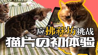 【应拂菻坊挑战】猫片の初体验 by  Milk Group Zi 6 views 3 months ago 7 minutes, 50 seconds