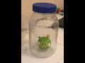 King Pig in a Jar