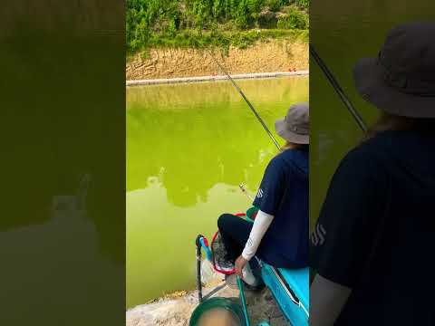 Câu cá rô phi trời nắng! Kỹ thuật 2 câu 1 xả