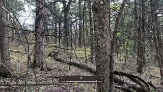 Restoration Assessment: An Overstocked Old-Growth Chinkapin Woodland