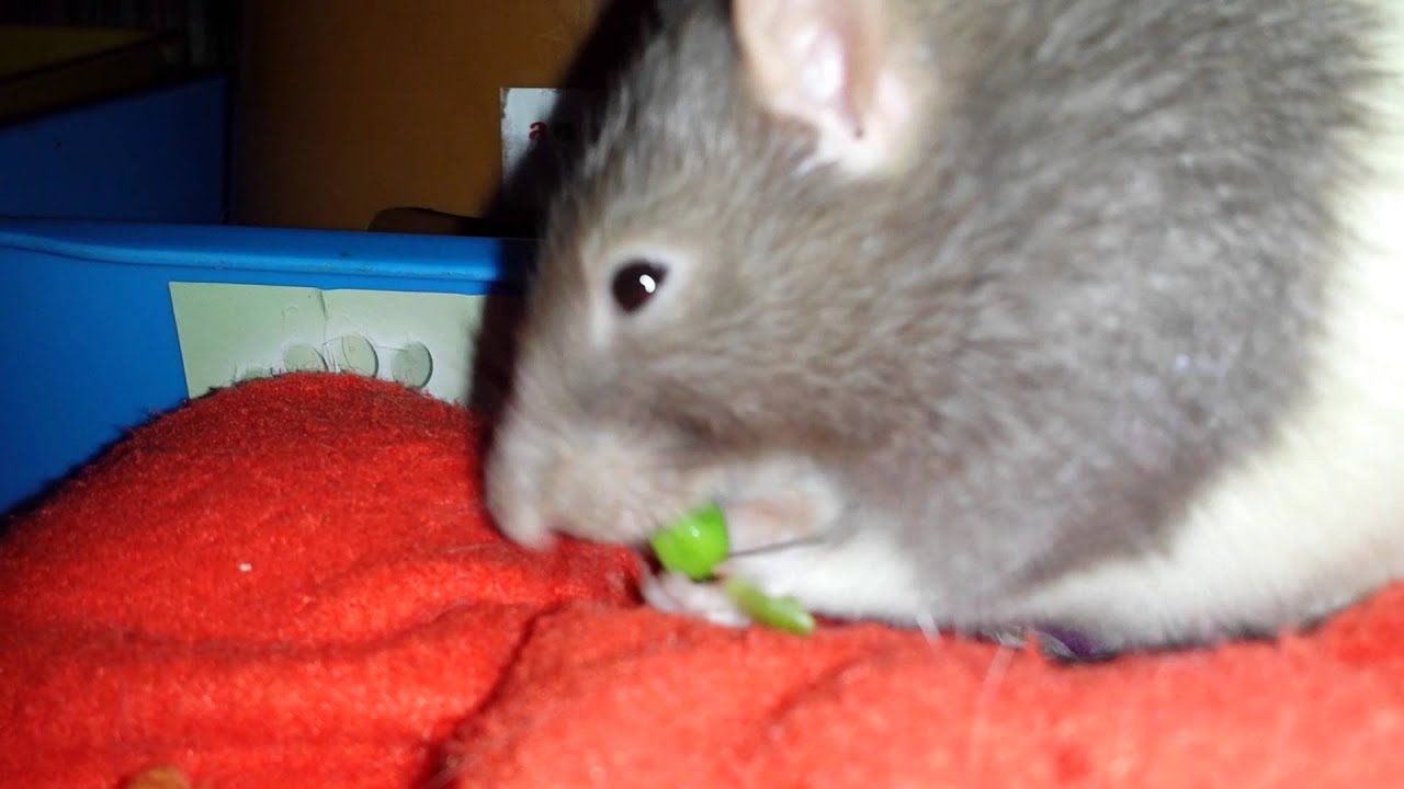 Rat eats peas