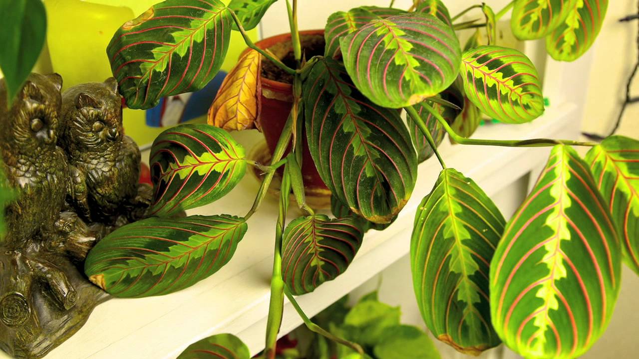Prayer Plant Timelapse YouTube