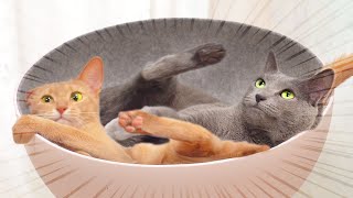¿Por qué los gatos pelean en la silla?ㅣDino cat