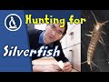 🔬 117 - How to catch SILVERFISH and put them under the microscope | Amateur Microscopy