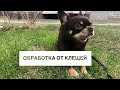 ОБРАБОТКА СОБАКИ ОТ КЛЕЩЕЙ