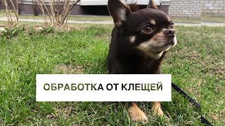 ОБРАБОТКА СОБАКИ ОТ КЛЕЩЕЙ