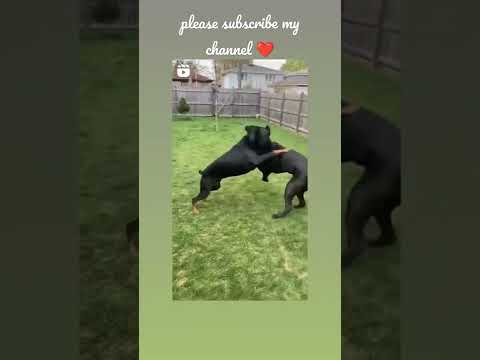 #rottweiler and miniature pinscher😍😍#masti #beautifuldogs🥰🥰 #doglover❤️#shotsvideo#pitbullempire❤️👑