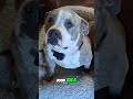 Crazy Bed Fight! Letting Loose & Weekend Sleep-In Deal!