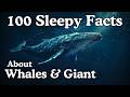 100 Sleepy Facts About Whales &amp; Giant Sea Creatures to Fall Asleep To