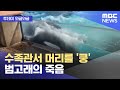 수족관서 스스로 머리를 부딪혀 죽음을 택한 범고래