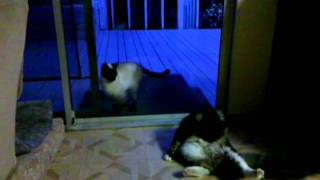 Maine Coon really wants to play by Mark4799 118 views 12 years ago 3 minutes, 28 seconds