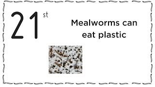Mealworms Can Eat Plastic - Livin Farms Advent Calendar