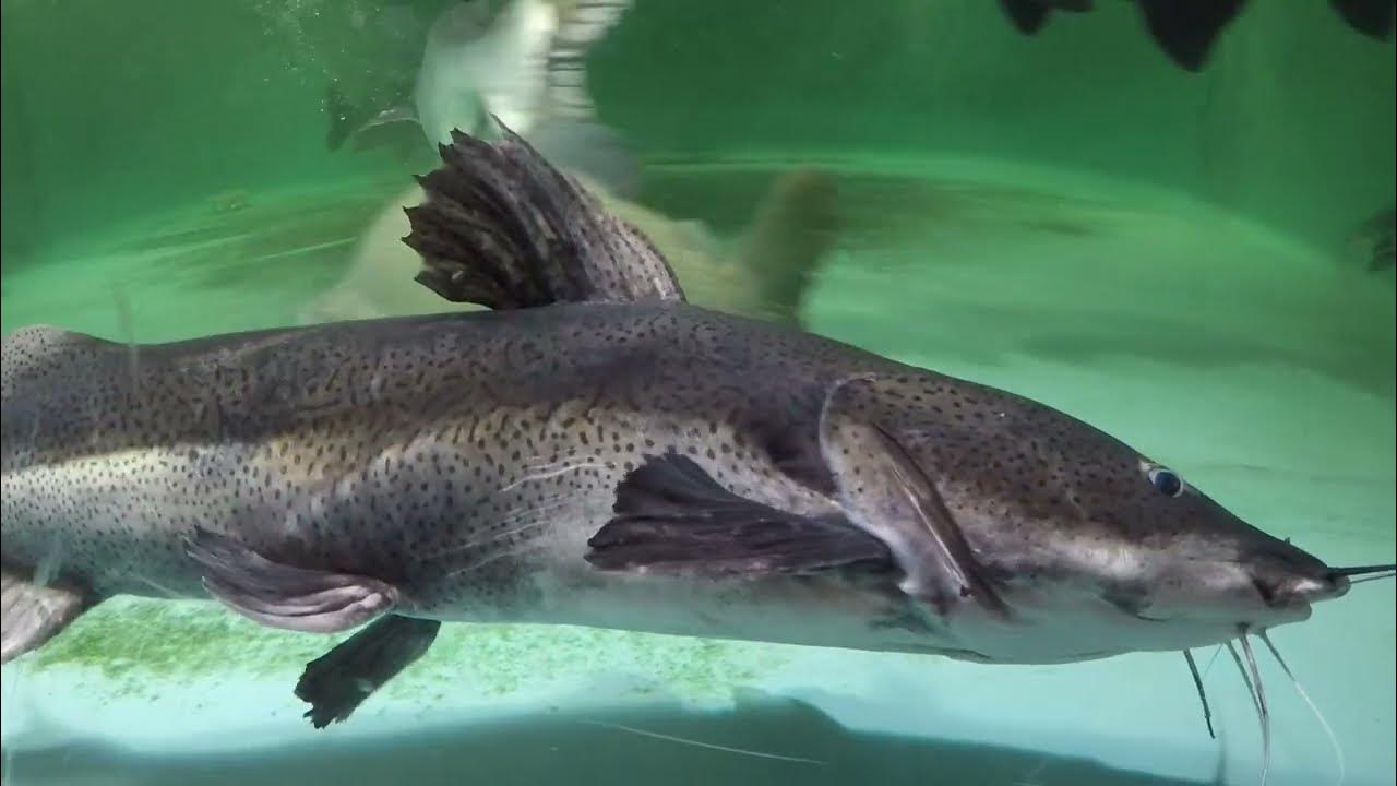 3.5ft/1m TSNxRTC hybrid catfish is a bit interested in feed 5 weeks