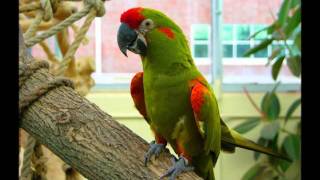 TRANCE  HD (Dj Saha - Crazy Parrot).wmv