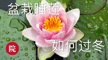 睡蓮花mp3