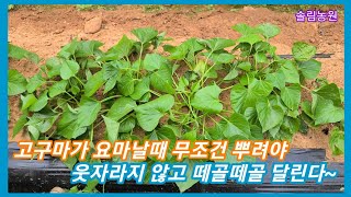 고구마가 요마날때 뿌려줘야 웃자람 없이 떼골떼골 많이 달립니다