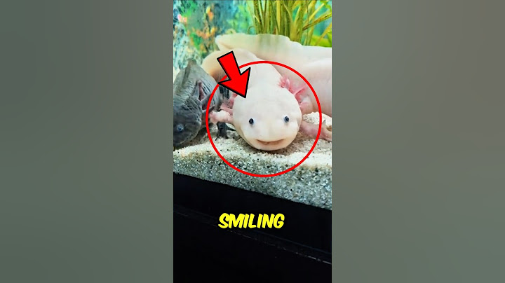 This Creature Is Always Smiling – But It’s Not What You Think!