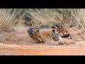 Roadrunner and Jackal: Speed for Survival in the Desert | Inside the Wild