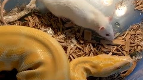 Burmese Python Devours Rat Live Feeding