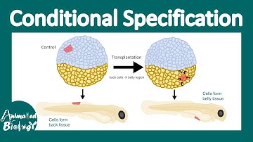 Conditional specification | Cell fate specification | developmental biology