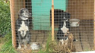 Приют для животных «Вита» может лишиться прописки Приют для животных «Вита» может лишиться прописки