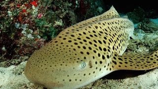 Leopard Shark, Phuket, Thailand | GoPro HERO