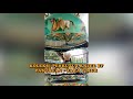 Koleksi Perkutut Bangkok Kazee BF Pasuruan - Jawa Timur II Turtledove Song